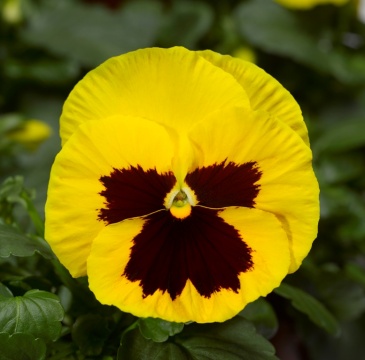 Виола Виттрока (Viola wittrockiana) Виола Виттрока (Viola wittrockiana)