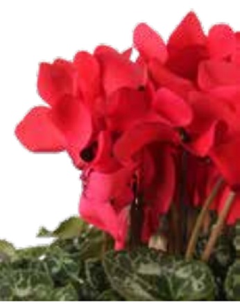 Цикламен персидский (Cyclamen persicum) Цикламен персидский (Cyclamen persicum)