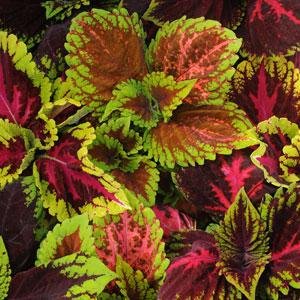 Колеус гибридный (Coleus х hybrida) Колеус гибридный (Coleus х hybrida)