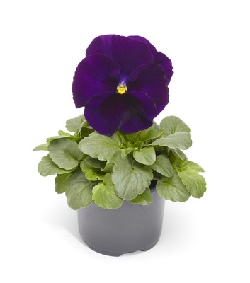 Виола Виттрока (Viola wittrockiana) Виола Виттрока (Viola wittrockiana)