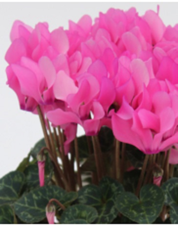Цикламен персидский (Cyclamen persicum)