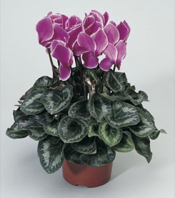 Цикламен персидский (Cyclamen persicum)