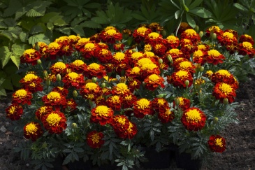 Бархатцы отклоненные (Tagetes patula)