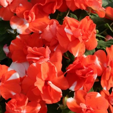 Бальзамин уоллера (Impatiens walleriana) Бальзамин уоллера (Impatiens walleriana)