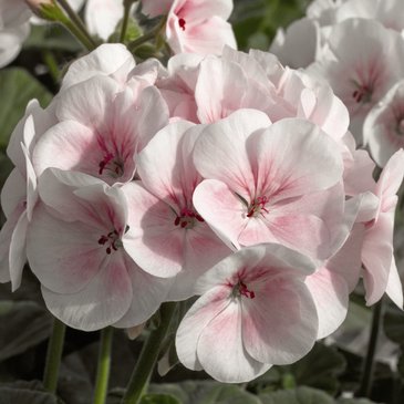 Герань (пеларгония садовая) (Pelargonium x hortorum)