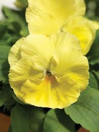 Виола Виттрока (Viola wittrockiana)