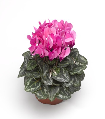 Цикламен персидский (Cyclamen persicum)