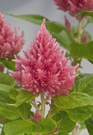 Целозия метельчатая (Celosia plumosa) Целозия метельчатая (Celosia plumosa)