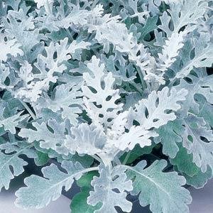 Цинерария приморская (Senecio cineraria) Цинерария приморская (Senecio cineraria)