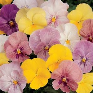 Виола виттрока (Viola wittrockiana) Виола виттрока (Viola wittrockiana)
