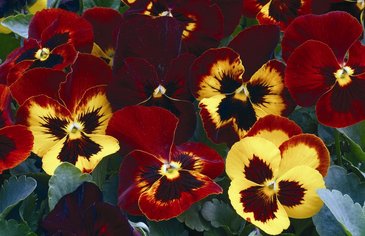 Виола Виттрока (Viola wittrockiana)