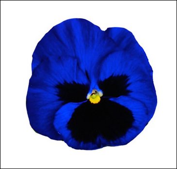 Виола Виттрока (Viola wittrockiana)