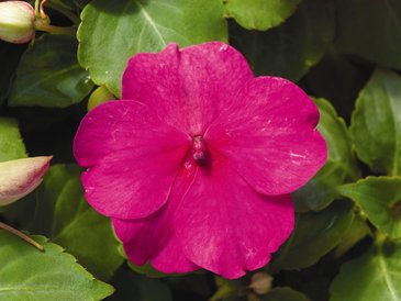 Бальзамин Уоллера (Impatiens walleriana)