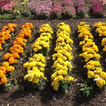 Бархатцы прямостоячие (Tagetes erecta) Бархатцы прямостоячие (Tagetes erecta)