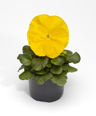 Виола Виттрока (Viola wittrockiana) Виола Виттрока (Viola wittrockiana)