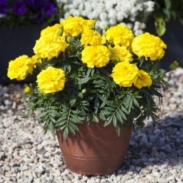Бархатцы триплоидные (Tagetes patula x erecta) Бархатцы триплоидные (Tagetes patula x erecta)
