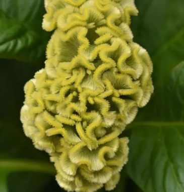 Целозия гребенчатая (Celosia cristata)