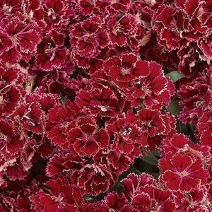 Гвоздика турецкая (Dianthus barbatus)