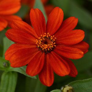 Цинния мариландская (Zinnia marylandica) Цинния мариландская (Zinnia marylandica)