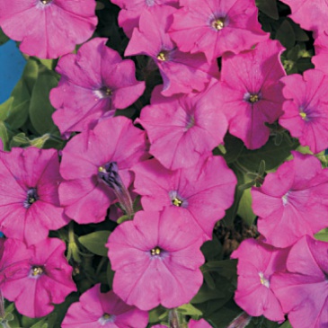 Петуния мелкоцветковая (Petunia milliflora)