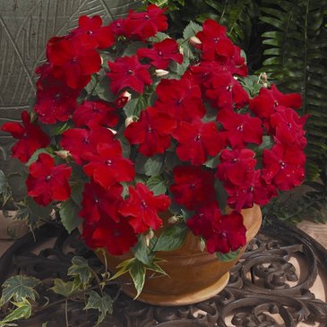 Бальзамин Уоллера (Impatiens walleriana)