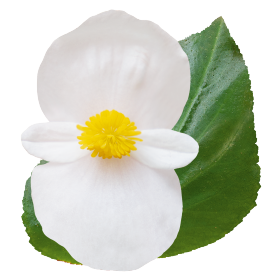 Бегония гибридная (зеленая листва) (Begonia benariensis) Бегония гибридная (зеленая листва) (Begonia benariensis)