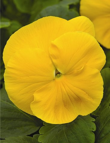 Виола Виттрока (Viola wittrockiana) Виола Виттрока (Viola wittrockiana)