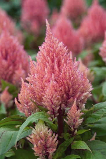 Целозия метельчатая (Celosia plumosa)