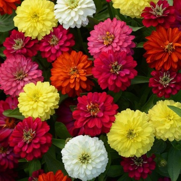 Цинния мариландская (Zinnia marylandica) Цинния мариландская (Zinnia marylandica)