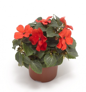 Бальзамин Уоллера ампельный (Impatiens walleriana) Бальзамин Уоллера ампельный (Impatiens walleriana)