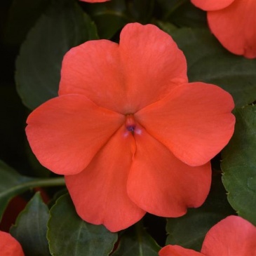 Бальзамин Уоллера (Impatiens walleriana) Бальзамин Уоллера (Impatiens walleriana)