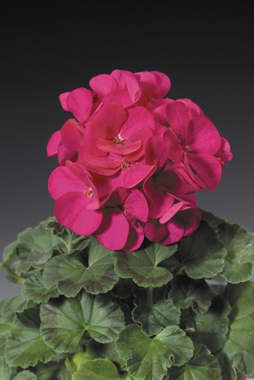 Герань (пеларгония садовая) (Pelargonium x hortorum)
