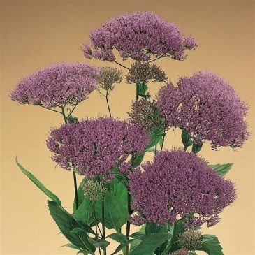 Трахелиум синий (Trachelium caeruleum) Трахелиум синий (Trachelium caeruleum)