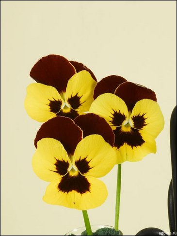 Виола Виттрока (Viola wittrockiana)