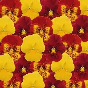 Виола виттрока (Viola wittrockiana) Виола виттрока (Viola wittrockiana)
