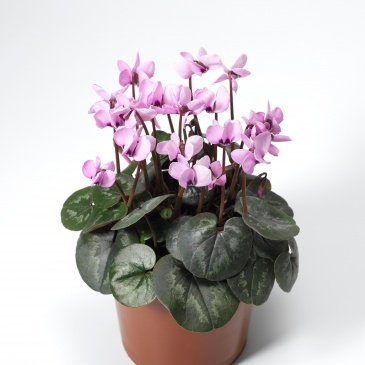 Цикламен косский (Cyclamen coum) Цикламен косский (Cyclamen coum)