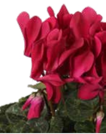 Цикламен персидский (Cyclamen persicum) Цикламен персидский (Cyclamen persicum)