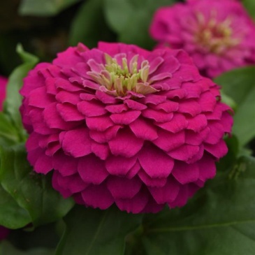 Цинния изящная (Zinnia elegans) Цинния изящная (Zinnia elegans)