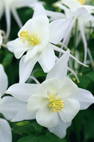 Аквилегия голубая (Aquilegia caerulea)