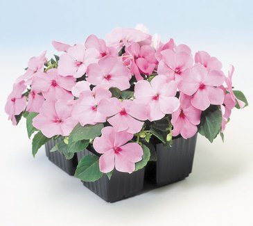 Бальзамин Уоллера (Impatiens walleriana) Бальзамин Уоллера (Impatiens walleriana)