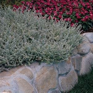 Бессмертник мелколистный (Helichrysum microphyllum) Бессмертник мелколистный (Helichrysum microphyllum)