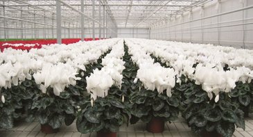 Цикламен персидский (Cyclamen persicum)