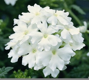 Вербена гибридная (Verbena hybrida)