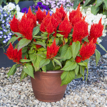 Целозия метельчатая (Celosia plumosa)