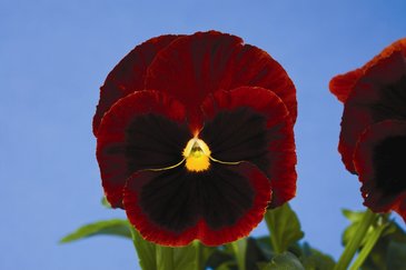 Виола Виттрока (Viola wittrockiana) Виола Виттрока (Viola wittrockiana)