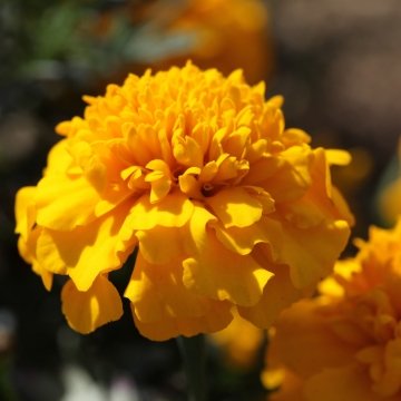 Бархатцы отклоненные (Tagetes patula)