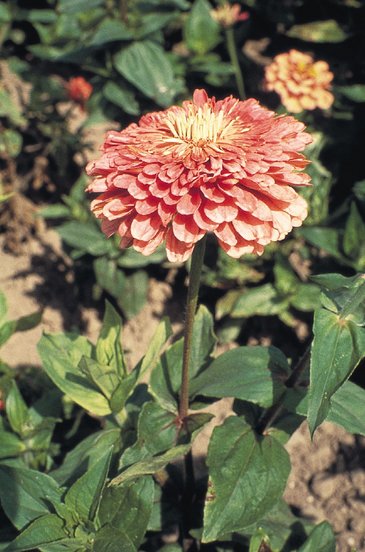 Цинния изящная (Zinnia elegans)