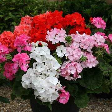 Герань (пеларгония садовая) (Pelargonium x hortorum)