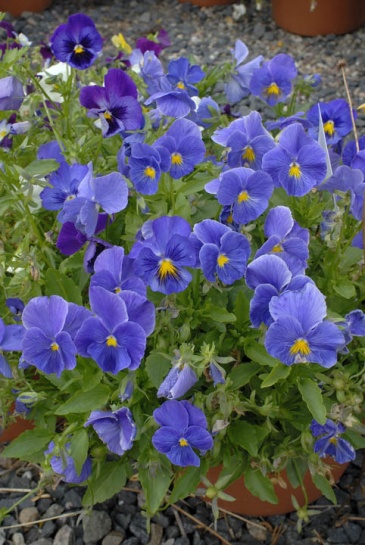 Виола Виттрока (Viola wittrockiana) Виола Виттрока (Viola wittrockiana)