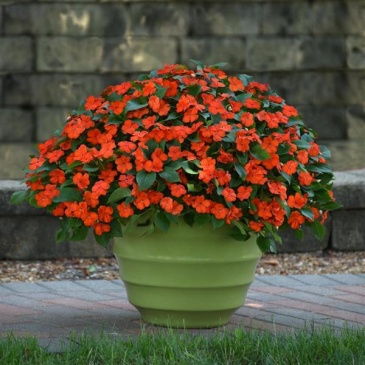 Бальзамин Уоллера (Impatiens walleriana) Бальзамин Уоллера (Impatiens walleriana)